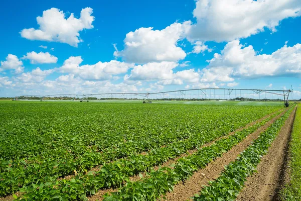 Agricoltura — Foto Stock