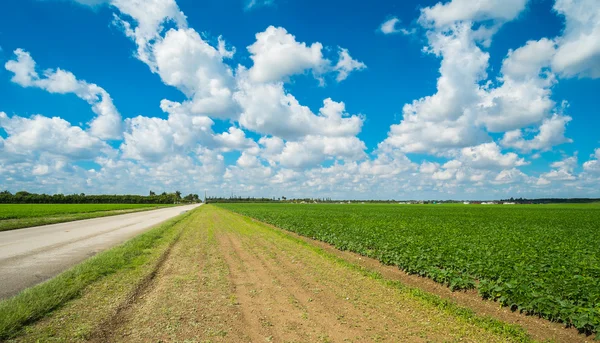 Agricultura — Fotografia de Stock