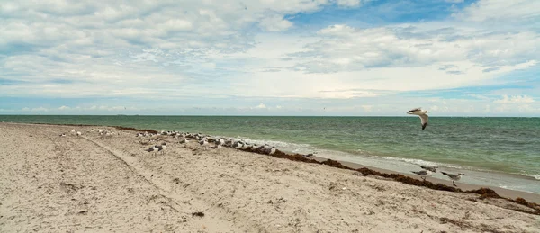 Crandon Park Beach — Stockfoto