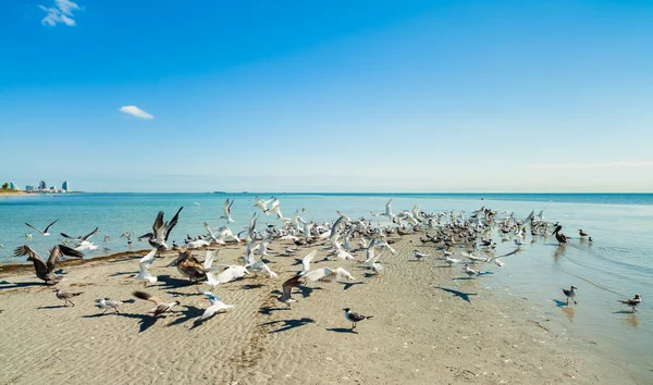 Crandon Park Beach — Zdjęcie stockowe