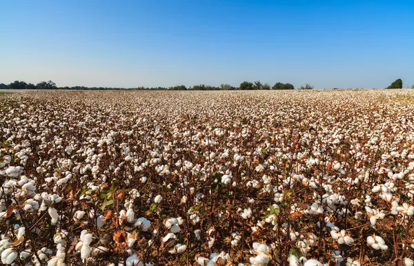 Campo de algodão — Fotografia de Stock