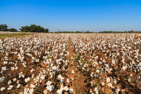 Campo di cotone — Foto Stock