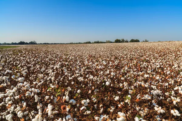 Campo de algodón — Foto de Stock