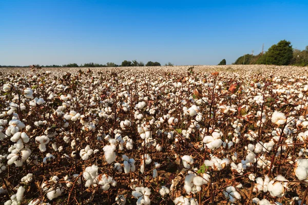 Cotton field — Stock Photo, Image