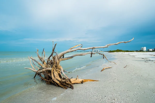 Praia de Fort Myers — Fotografia de Stock
