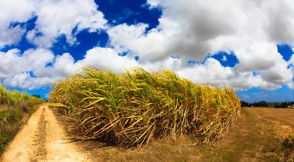 Sugarcane Fields — Stock Photo, Image