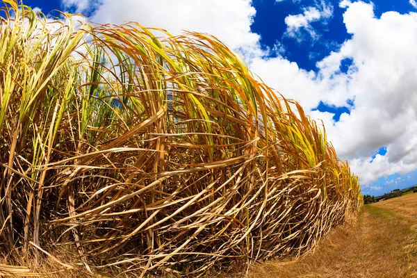 Sugarcane Fields — Stock Photo, Image
