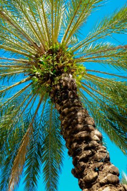 South Beach palmiye ağacı