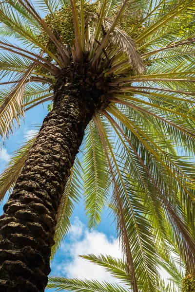 South Beach palm tree — Stock Photo, Image