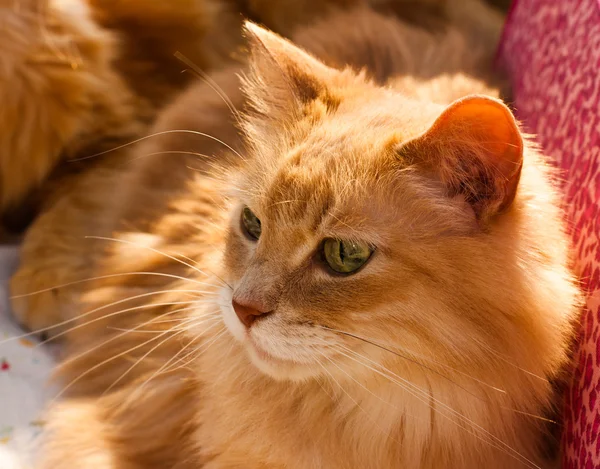 Beautiful cat — Stock Photo, Image