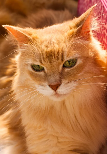 Beautiful cat — Stock Photo, Image