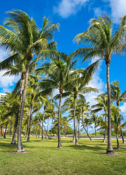 南海滩棕榈树 — 图库照片
