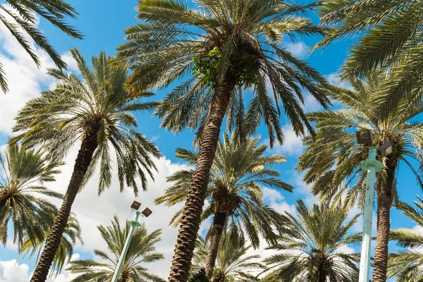 South Beach Palm Trees — Stock Photo, Image