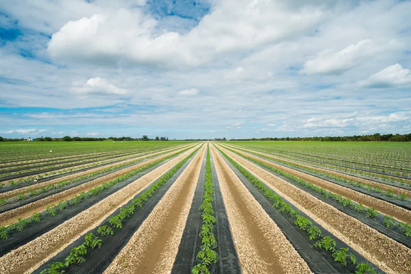 Agricultura — Fotografia de Stock