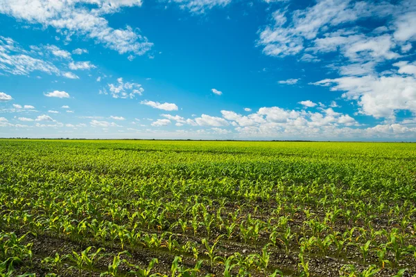 Agricultura — Fotografia de Stock