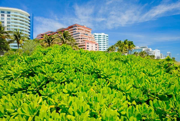Strand von Miami — Stockfoto