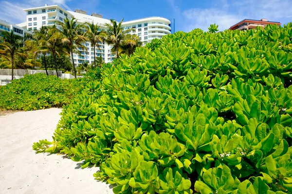 Miami Beach — Zdjęcie stockowe