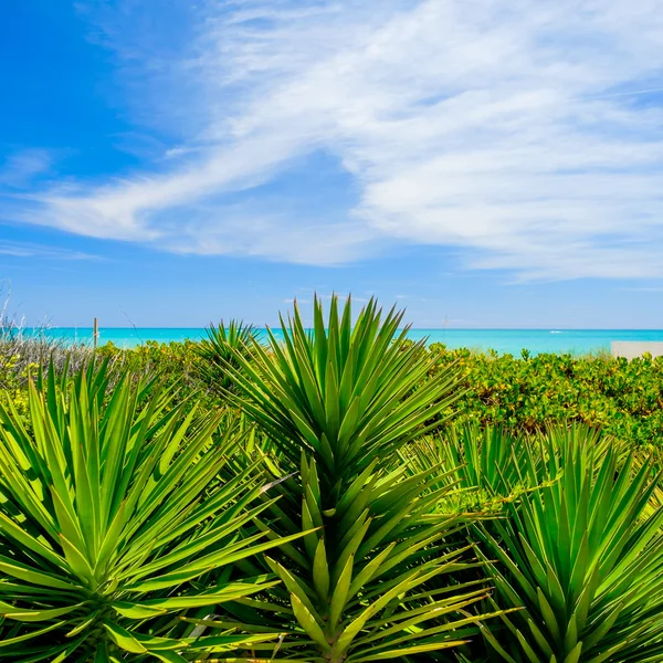 迈阿密海滩 — 图库照片