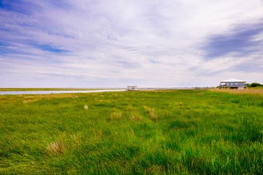 Louisiana marsh