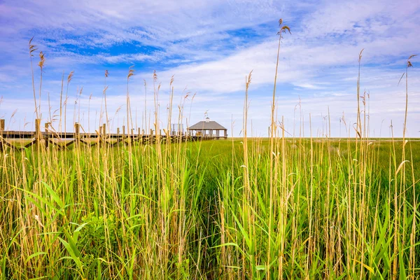 Louisiana marsh — Stockfoto