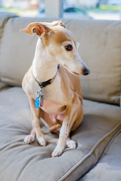 Italienischer Windhund — Stockfoto