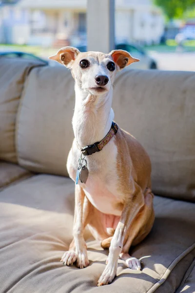 Italian Greyhound — Stock Photo, Image