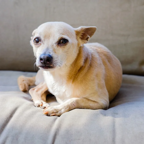Chihuahua — Stok Foto