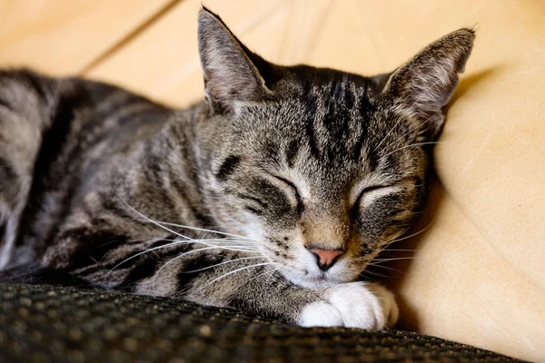 Hübsche Katze — Stockfoto