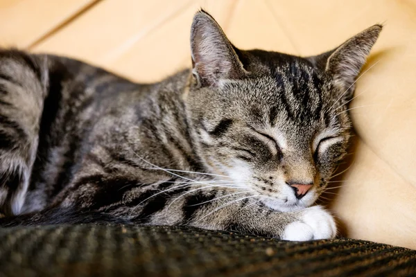 Kjekk katt. – stockfoto