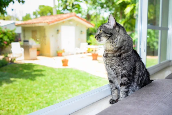 Gato bonito — Fotografia de Stock