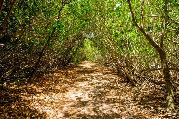 Leinster Bay Trail — Stockfoto