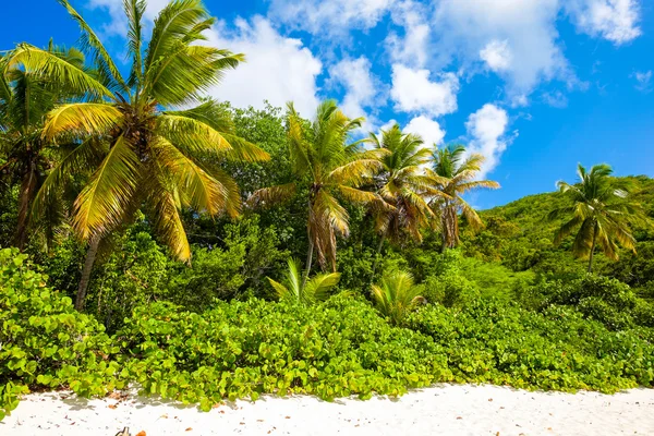 Beautiful Caribbean beach — Stock Photo, Image