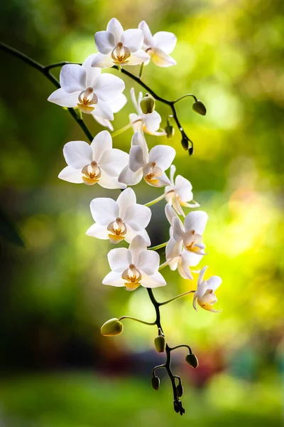 Close Vista Uma Bela Planta Orquídea Branca Miniatura Flor — Fotografia de Stock
