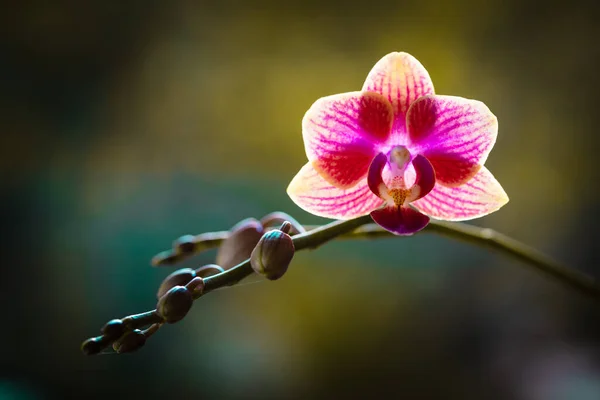 Close View Beautiful Miniature Striped Phalaenopsis Orchid Plant Bloom — Stock Photo, Image