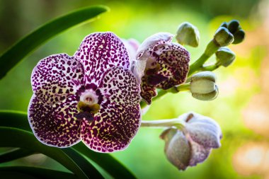 Egzotik siyah nokta vanda orkidesinin çiçek açtığı yakın plan görüntüsü.