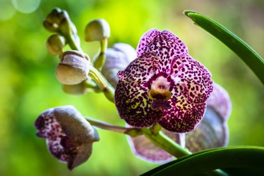 Egzotik siyah nokta vanda orkidesinin çiçek açtığı yakın plan görüntüsü.