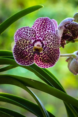 Egzotik siyah nokta vanda orkidesinin çiçek açtığı yakın plan görüntüsü.