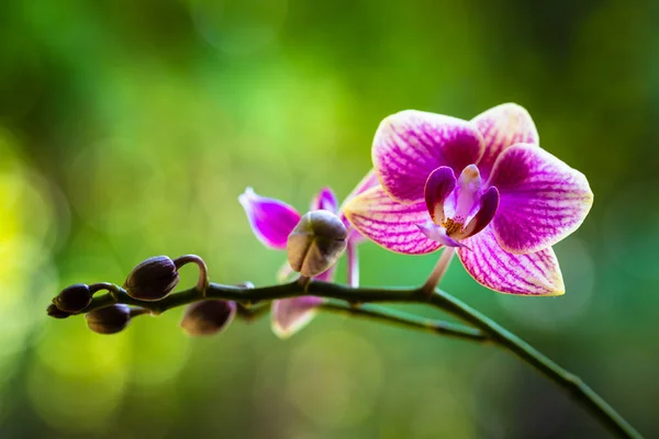 Close Vista Uma Bela Planta Orquídea Falaenopsis Listrada Miniatura Flor — Fotografia de Stock