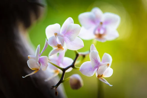 Close View Beautiful Miniature White Purple Spotted Phalaenopsis Orchid Plant — Stock Photo, Image