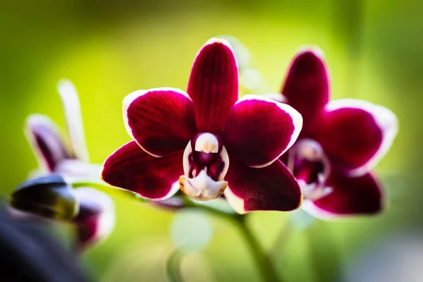 Közelről Kilátás Egy Gyönyörű Miniatűr Piros Phalaenopsis Orchidea Növény Virágzik — Stock Fotó