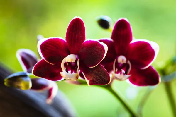 Close Vista Uma Bela Planta Orquídea Falaenopsis Vermelho Miniatura Flor — Fotografia de Stock