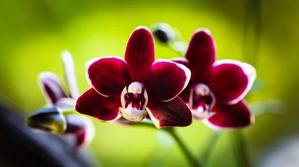 Vue Rapprochée Une Belle Orchidée Phalaenopsis Rouge Miniature Fleur — Photo