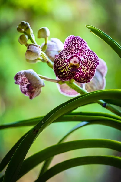 Zbliżenie Widok Egzotycznej Czarnej Plamy Vanda Orchidea Roślina Rozkwicie — Zdjęcie stockowe