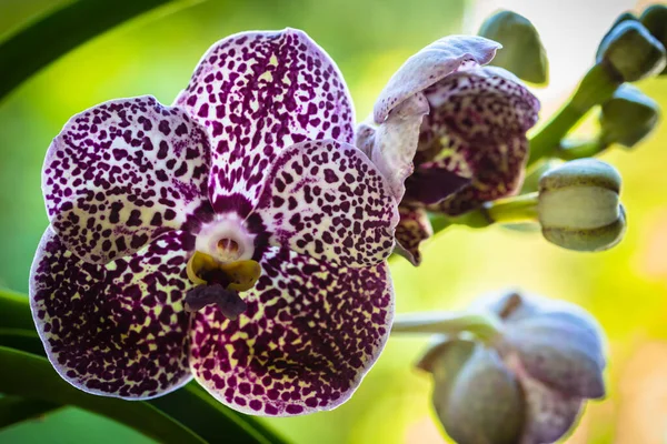 Egzotik Siyah Nokta Vanda Orkidesinin Çiçek Açtığı Yakın Plan Görüntüsü — Stok fotoğraf