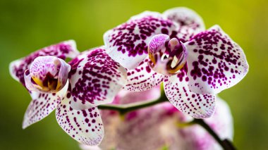 Çiçek açmış benekli bir orkide çiçeğinin yakın görüntüsü..