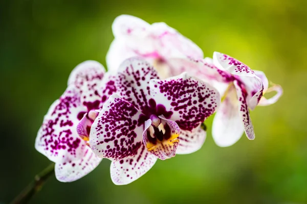 Vista Perto Uma Bela Planta Orquídea Falaenopsis Manchada Flor — Fotografia de Stock