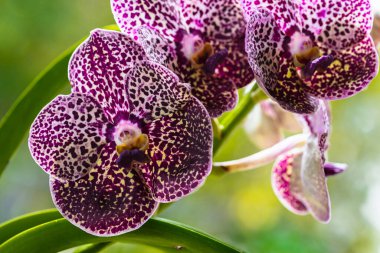 Egzotik siyah nokta vanda orkidesinin çiçek açtığı yakın plan görüntüsü.