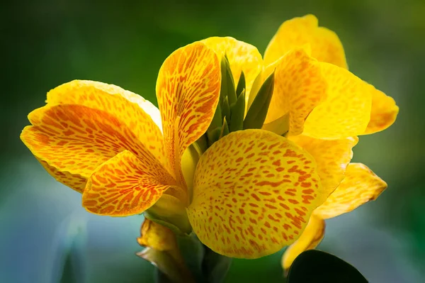 Close Vista Uma Bela Planta Cannasol Laranja Amarelo Canna Flor — Fotografia de Stock