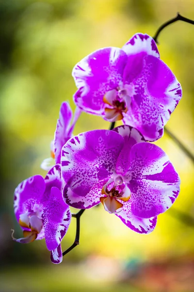 Close Widok Piękny Fioletowy Phalaenopsis Orchidee Kwiaty Rozkwicie — Zdjęcie stockowe