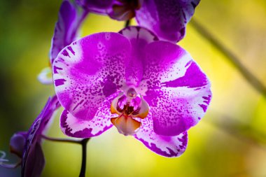 Güzel mor falaenopsis orkide çiçeklerinin çiçek açışını yakından izle..